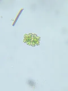 Euastrum denticulatum thumbnail 1