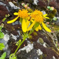 Flett's Ragwort thumbnail 2