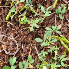 Short-flower Deervetch thumbnail 3
