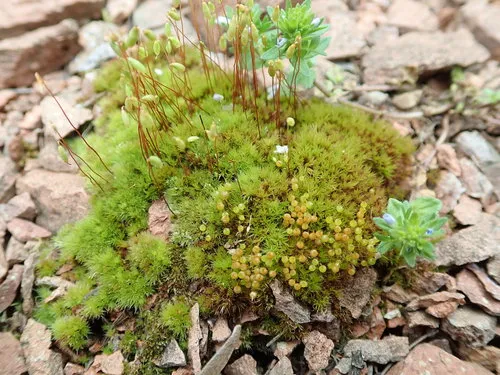 Tufted Thread-moss
