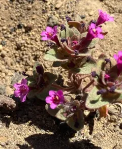Cascade Monkeyflower thumbnail 3