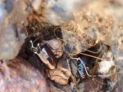Trachypachus gibbsii thumbnail 2