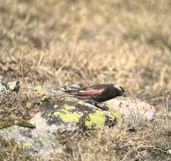 Black Rosy-Finch thumbnail 4