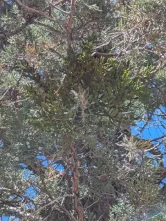 dense mistletoe thumbnail 3
