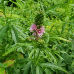 Henderson's Checker-mallow thumbnail 4