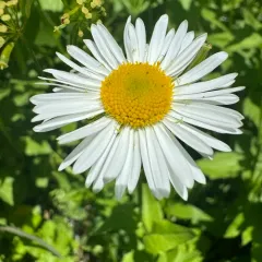 Alice Eastwood's fleabane thumbnail 4