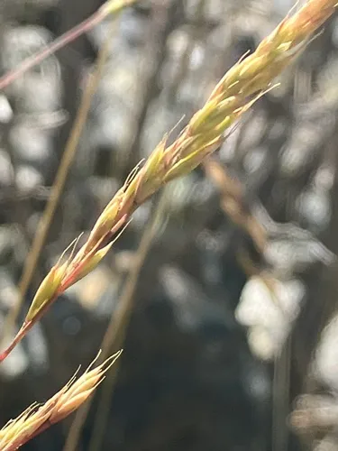 Valais Fescue
