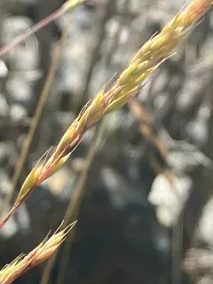 Valais Fescue thumbnail 1