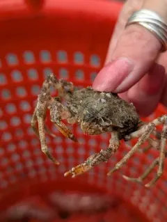 Pacific Lyre Crab thumbnail 4