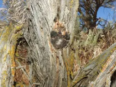 Phellinus artemisiae thumbnail 3