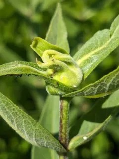 Apical Rosinweed Gall Wasp thumbnail 4