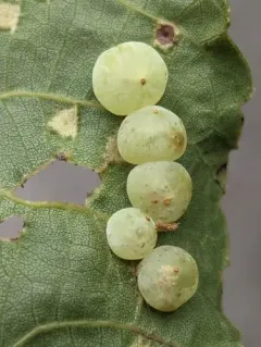Hickory Blue-powder Gall Midge thumbnail 4
