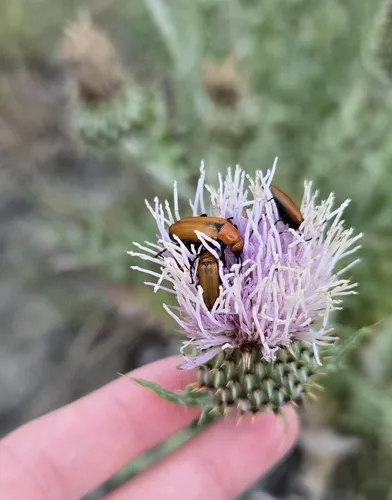 Nemognatha lutea