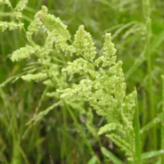 american slough grass thumbnail 3