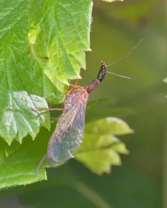 Agulla unicolor thumbnail 3