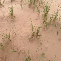 American marram grass thumbnail 3