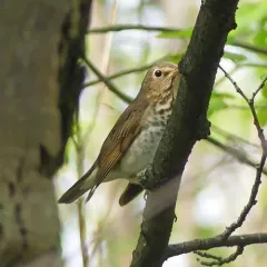 Swainson's Thrush thumbnail 4