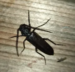 Pitted Longhorn Beetle thumbnail 4