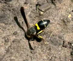 Spinola's Mason Wasp thumbnail 3