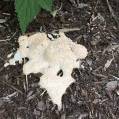 Dog Vomit Slime Mold thumbnail 2