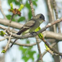 Eastern Wood-Pewee thumbnail 3
