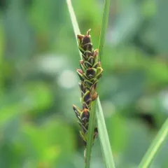 Bigelow's sedge thumbnail 3