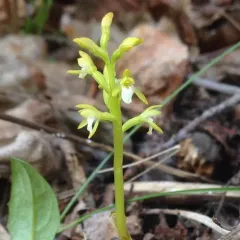 northern coralroot thumbnail 3