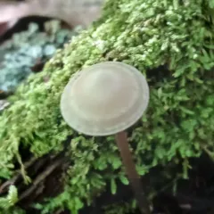 Entoloma conicum thumbnail 3