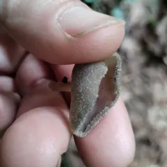 long-stalked gray cup thumbnail 3