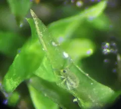 Sminthurinus elegans thumbnail 2