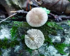 Collybiopsis dichroa thumbnail 4