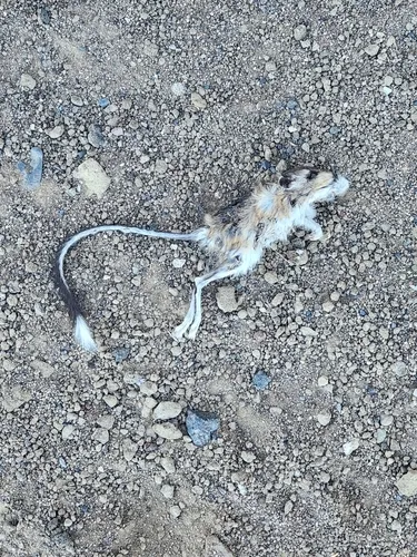 California Kangaroo Rat