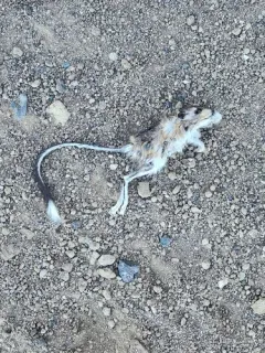 California Kangaroo Rat thumbnail 1
