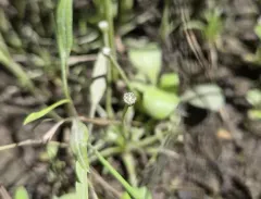 Parker's pipewort thumbnail 2
