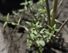 Aquatic pygmyweed thumbnail 2