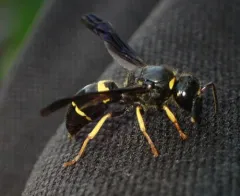 Spinola's Mason Wasp thumbnail 4