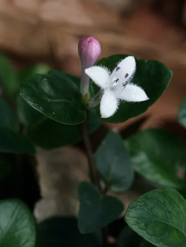 partridgeberry