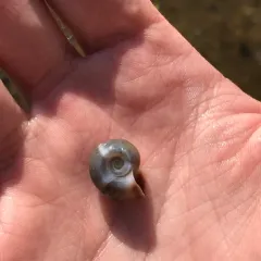 Marsh Ramshorn thumbnail 1