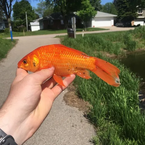 Goldfish