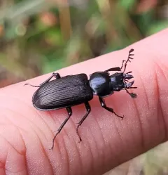Aspen stag beetle (eastern) thumbnail 4