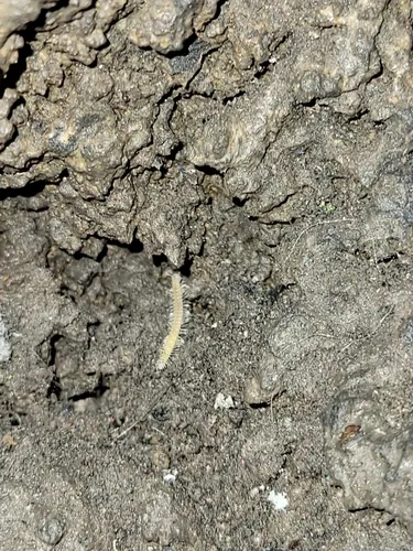 Plumatyla humerosa