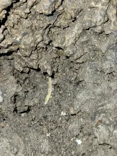 Plumatyla humerosa thumbnail 1