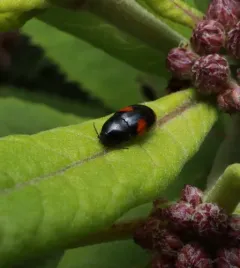 Drapetes exstriatus thumbnail 2