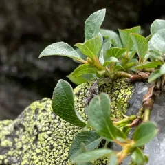 bearberry willow thumbnail 4