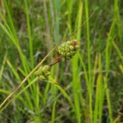 Bush's Sedge thumbnail 4