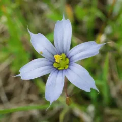 narrow-leaved blue-eyed grass thumbnail 4