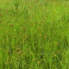 nodding bulrush thumbnail 2