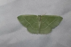 Tuscarora Emerald thumbnail 3