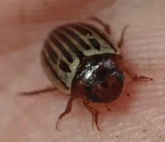 Disintegrated Diving Beetle thumbnail 4