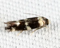 Elachista cucullata thumbnail 1